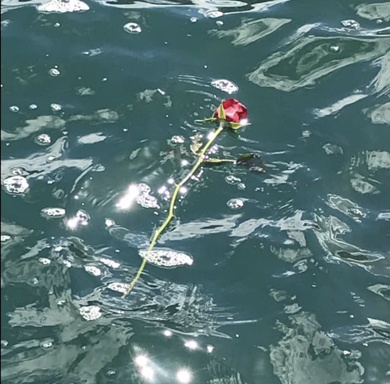 Red rose floating on dark grey sunlit sea water.